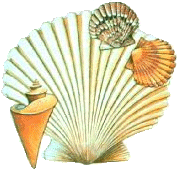 muschel35